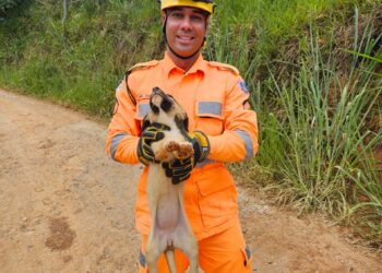 Três filhotes são resgatados em buraco na zona rural de Andradas