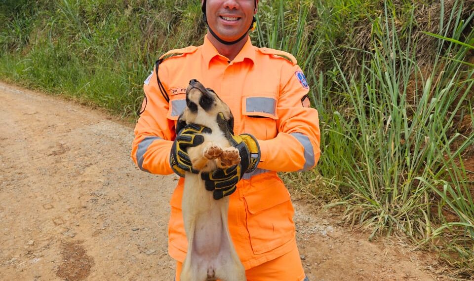 Três filhotes são resgatados em buraco na zona rural de Andradas