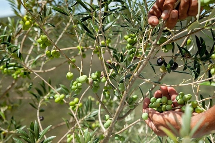 Recorde na produção mineira de azeite 