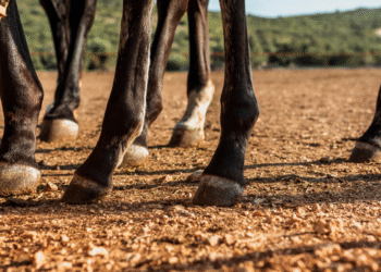 Homem agredido com paulada na cabeça durante cavalgada no Sul de Minas será indenizado em mais de R$ 30 mil