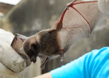 Exames confirmam que morcego com vírus da raiva foi encontrado morto no Sul de Minas