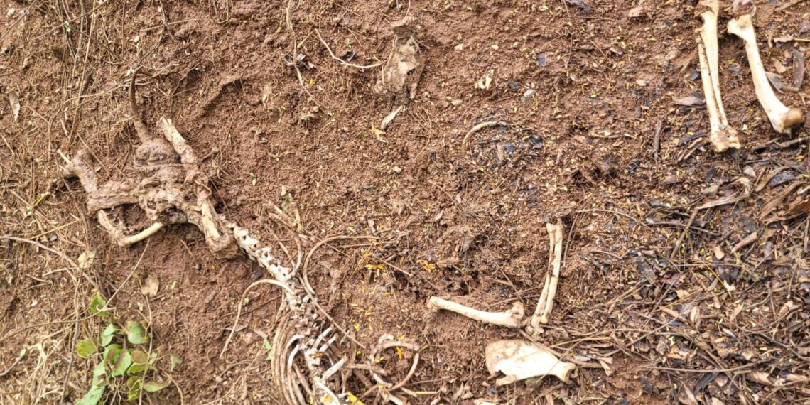 Homem que foi preso suspeito de matar cachorro em Campestre paga fiança e é liberado