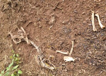 Homem que foi preso suspeito de matar cachorro em Campestre paga fiança e é liberado