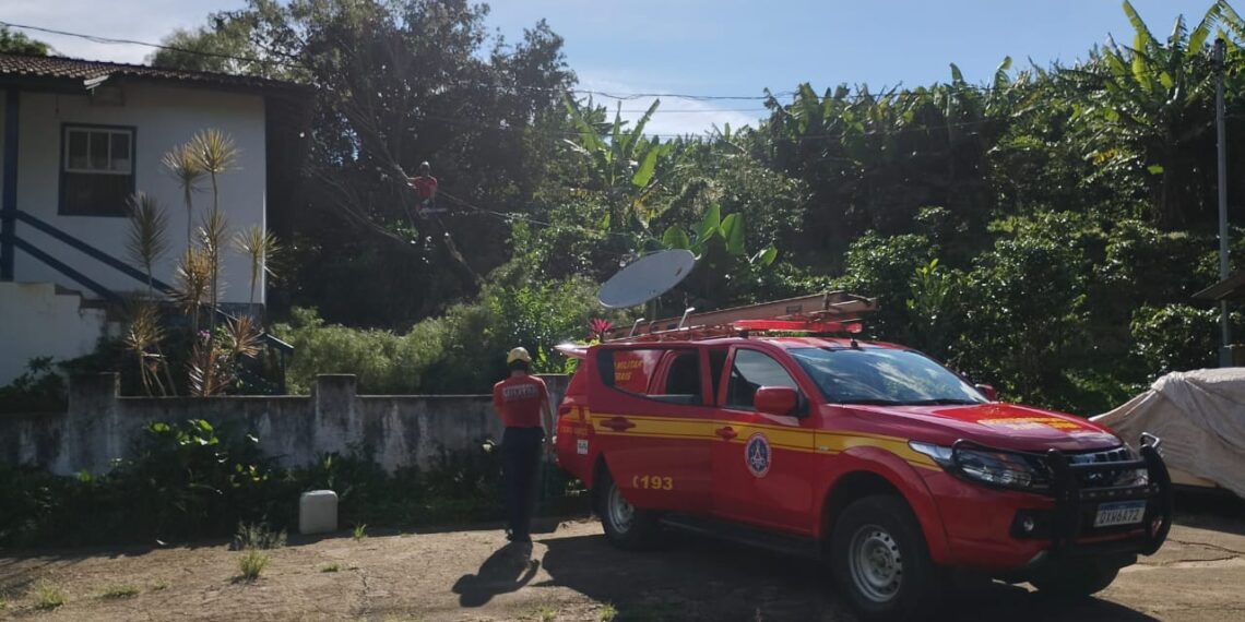 Árvore de grande porte cede durante a madrugada, atinge casa e mobiliza bombeiros