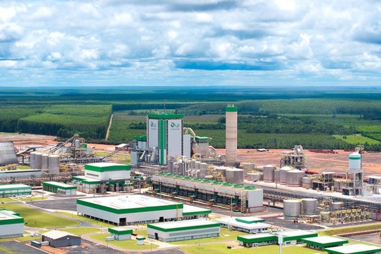 Fábrica impulsiona produção de celulose 