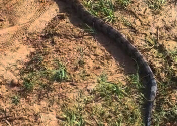 Defesa Civil resgata jiboia de grande porte em parque de Águas da Prata