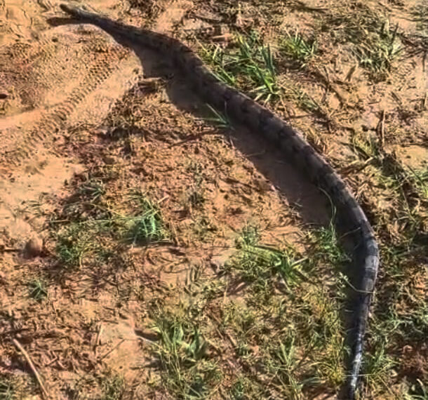 Defesa Civil resgata jiboia de grande porte em parque de Águas da Prata