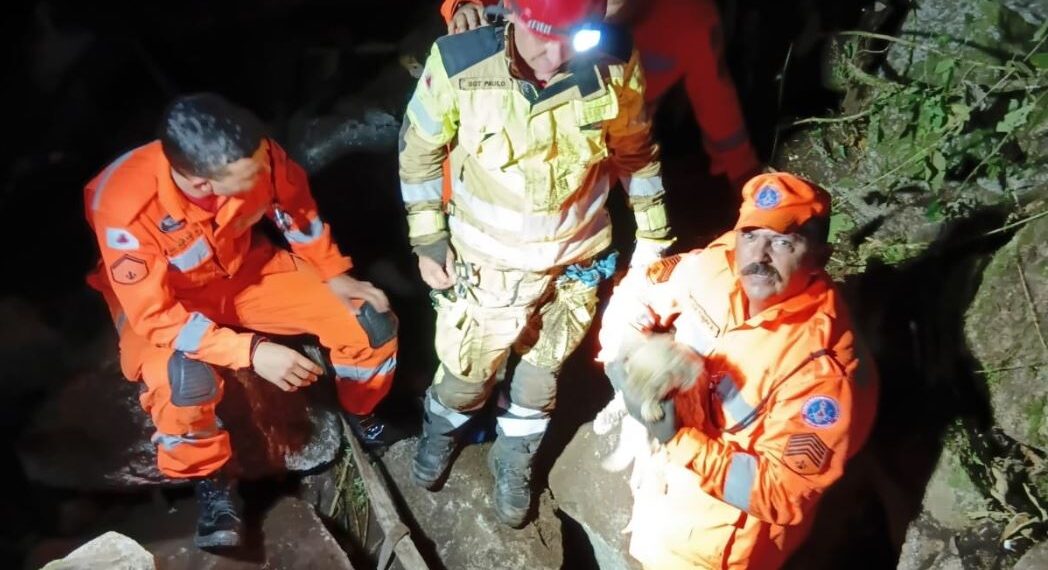 Bombeiros resgatam cão que caiu em barranco na zona rural de Poços de Caldas