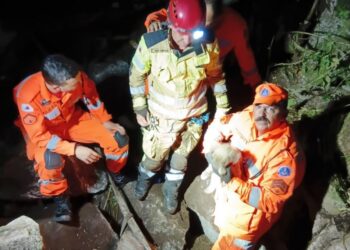Bombeiros resgatam cão que caiu em barranco na zona rural de Poços de Caldas