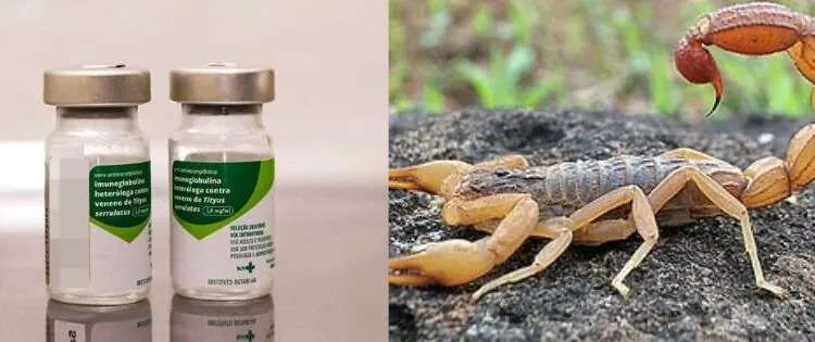 Soro antiescorpiônico já está disponível em Poços e região; confira as cidades