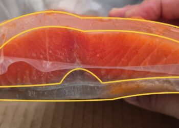 Alerta: excesso de gelo em salmão faz Procon de Poços de Caldas acionar IPEM