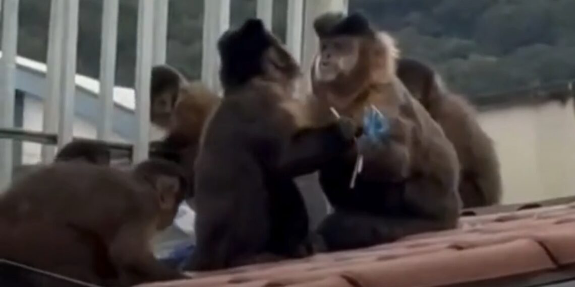 VÍDEO: Macacos invadem escola no centro de Poços e “furtam” pirulitos