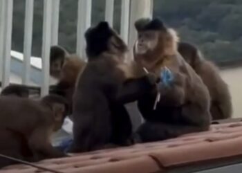 VÍDEO: Macacos invadem escola no centro de Poços e “furtam” pirulitos