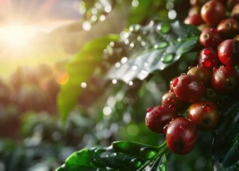 Indicação Geográfica do Café das Terras Altas de Minas avança com apoio do Sicoob Sarom