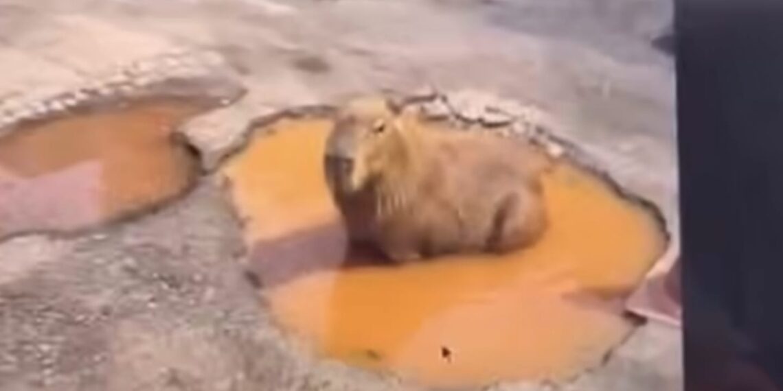 VÍDEO: Morador cria capivara com IA, “engana” prefeitura e resolve problema na rua; veja essa história