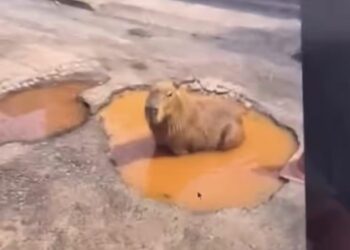 VÍDEO: Morador cria capivara com IA, “engana” prefeitura e resolve problema na rua; veja essa história