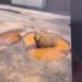 VÍDEO: Morador cria capivara com IA, “engana” prefeitura e resolve problema na rua; veja essa história