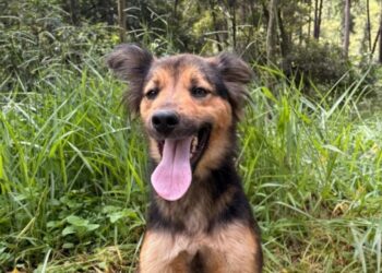 Feira de adoção de animais acontece neste sábado (26) em Poços de Caldas