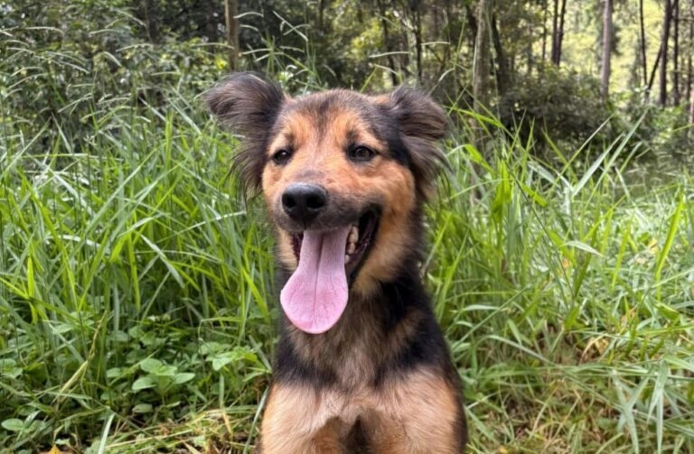 Feira de adoção de animais acontece neste sábado (26) em Poços de Caldas