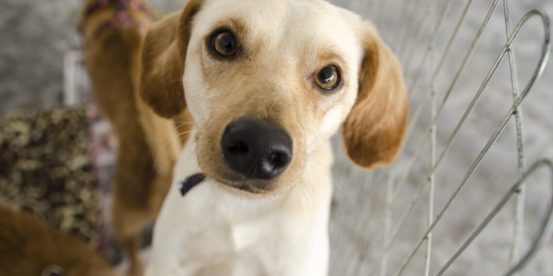 Feira de adoção de cães será realizada no shopping de Poços de Caldas