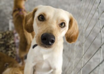 Feira de adoção de cães será realizada no shopping de Poços de Caldas