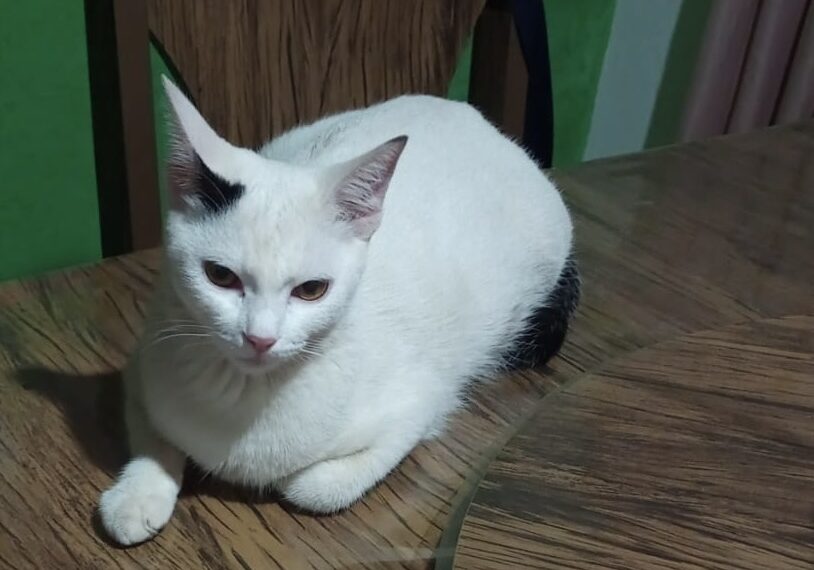 Família pede ajuda para tratamento de gatinha ferida em Poços de Caldas