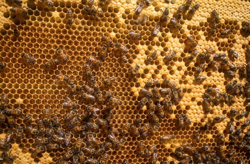 Apicultura ganha novo curso de capacitação do Senar Minas 