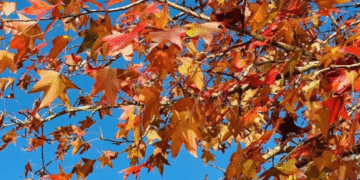 Outono começa oficialmente nesta sexta-feira (20); veja como será a estação neste ano de 2026