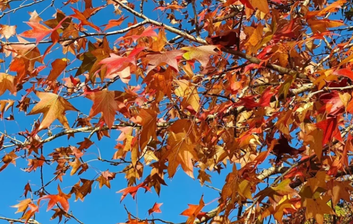 Outono começa oficialmente nesta sexta-feira (20); veja como será a estação neste ano de 2026