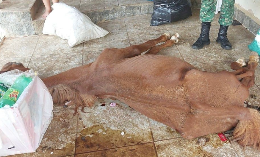Égua é encontrada morta e cães em situação crítica; homem é preso por maus-tratos