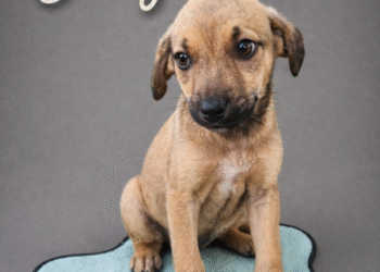 Feira de adoção de cães acontece neste sábado (25) na Alameda Poços