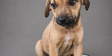 Feira de adoção de cães acontece neste sábado (25) na Alameda Poços