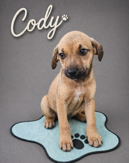 Feira de adoção de cães acontece neste sábado (25) na Alameda Poços