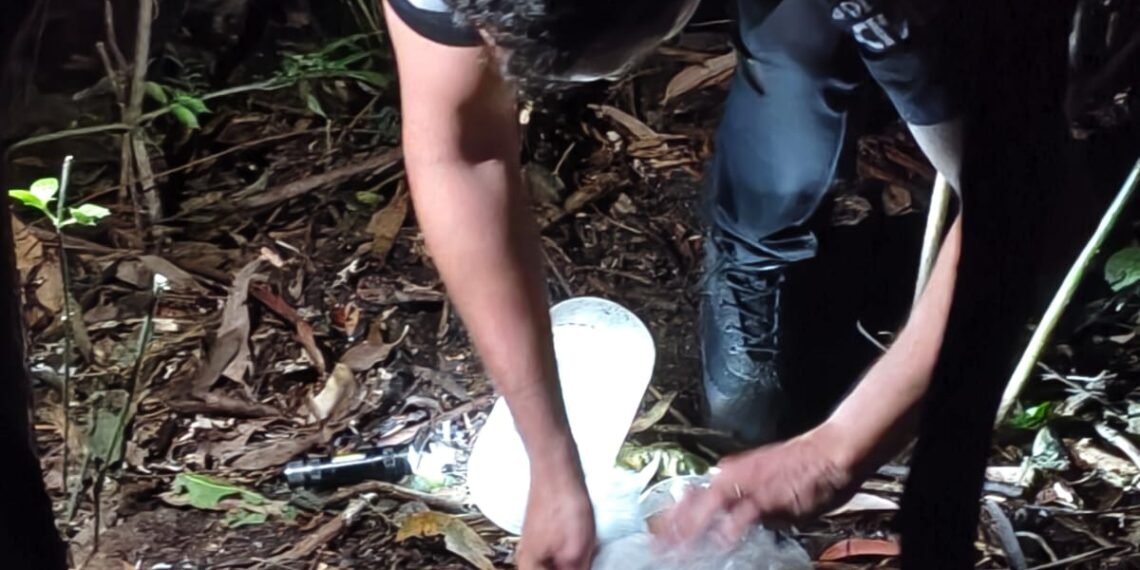 Droga enterrada na mata: jovem é preso por tráfico em Poços de Caldas