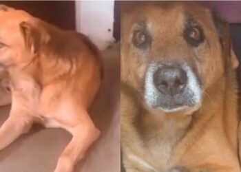 Polícia investiga desaparecimento de cão comunitário em Poços de Caldas