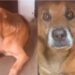 Polícia investiga desaparecimento de cão comunitário em Poços de Caldas