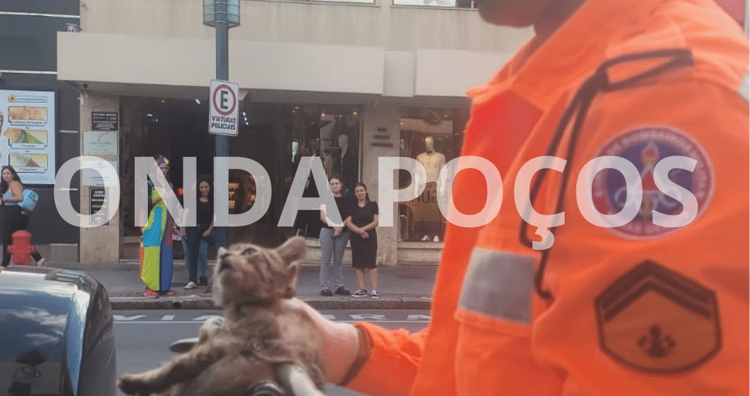 Filhote de gato é resgatado de motor de carro e ganha novo lar em Poços