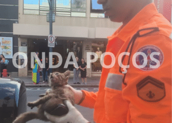 Filhote de gato é resgatado de motor de carro e ganha novo lar em Poços