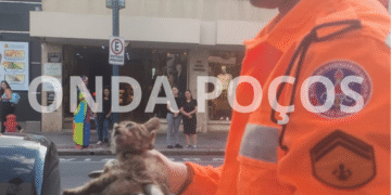 Filhote de gato é resgatado de motor de carro e ganha novo lar em Poços