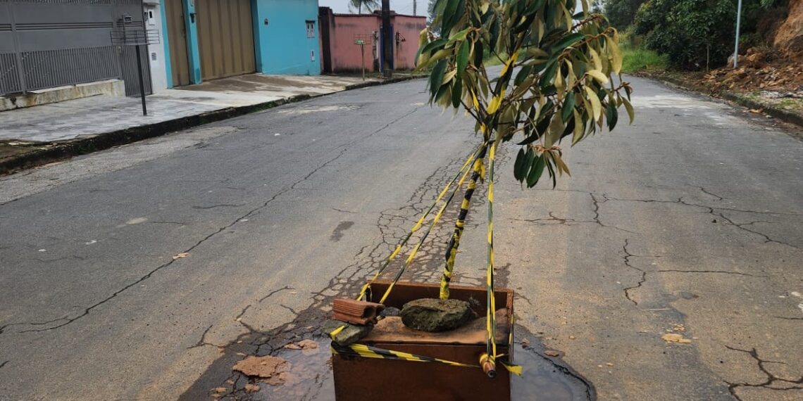 Moradores “plantam” árvore em buraco na zona sul de Poços de Caldas; Secretaria de Obras promete solução