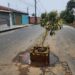 Moradores “plantam” árvore em buraco na zona sul de Poços de Caldas; Secretaria de Obras promete solução