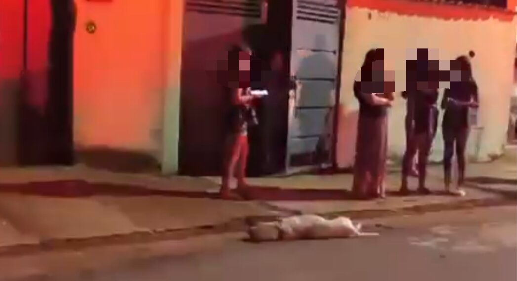 VÍDEO: Cachorro ataca idoso e é morto pelo próprio dono em cidade da região