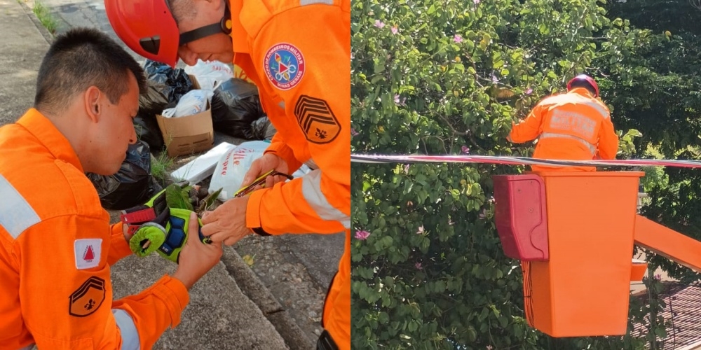 Maritaca é resgatada com pata amputada após ficar presa em linhas de pipa com cerol em Poços de Caldas
