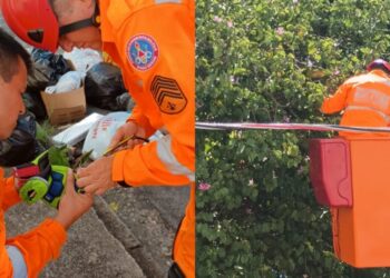 Maritaca é resgatada com pata amputada após ficar presa em linhas de pipa com cerol em Poços de Caldas