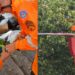 Maritaca é resgatada com pata amputada após ficar presa em linhas de pipa com cerol em Poços de Caldas