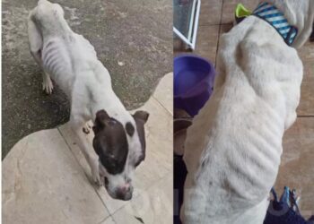 Animais são resgatados após denúncia de maus-tratos na Zona Sul de Poços