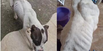 Animais são resgatados após denúncia de maus-tratos na Zona Sul de Poços