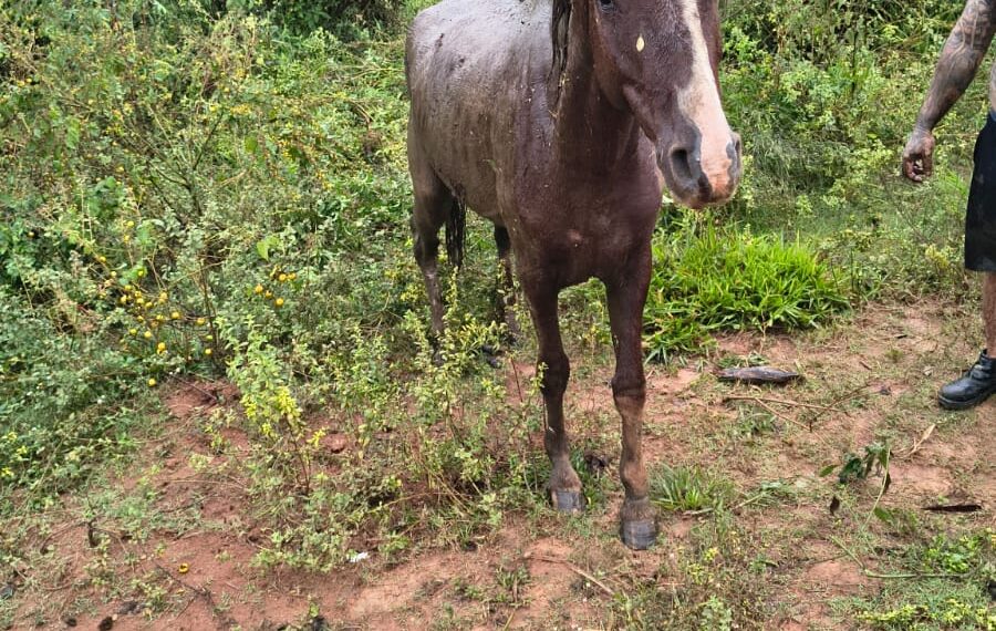 Cavalo ilhado é resgatado pelo Corpo de Bombeiros em cidade da região