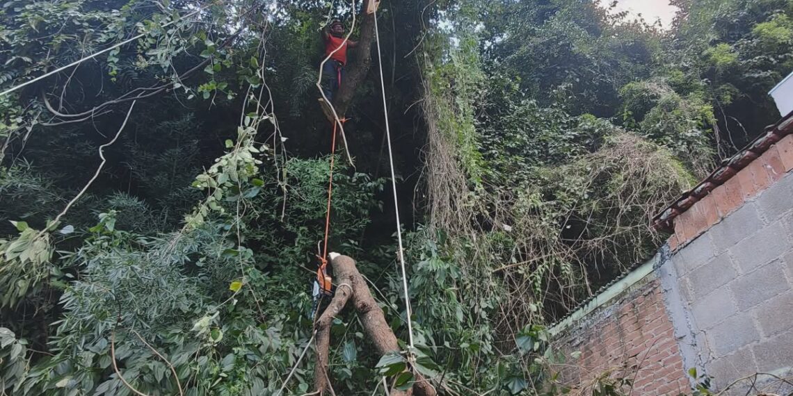 Árvore prestes a cair sobre casa é removida pelos bombeiros