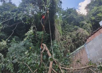 Árvore prestes a cair sobre casa é removida pelos bombeiros